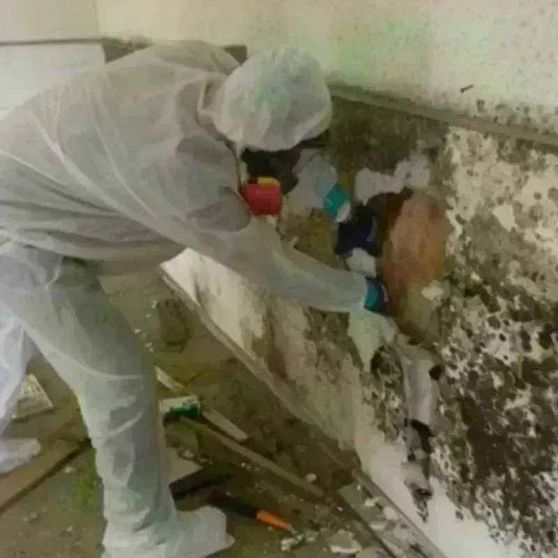 Mold Remediation and Removal in Kalispell, MT